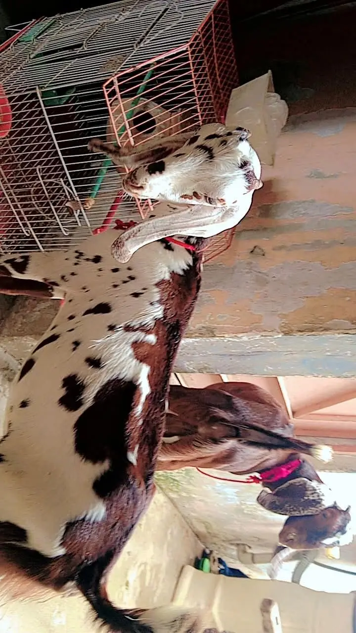 vip goat  — photo 2