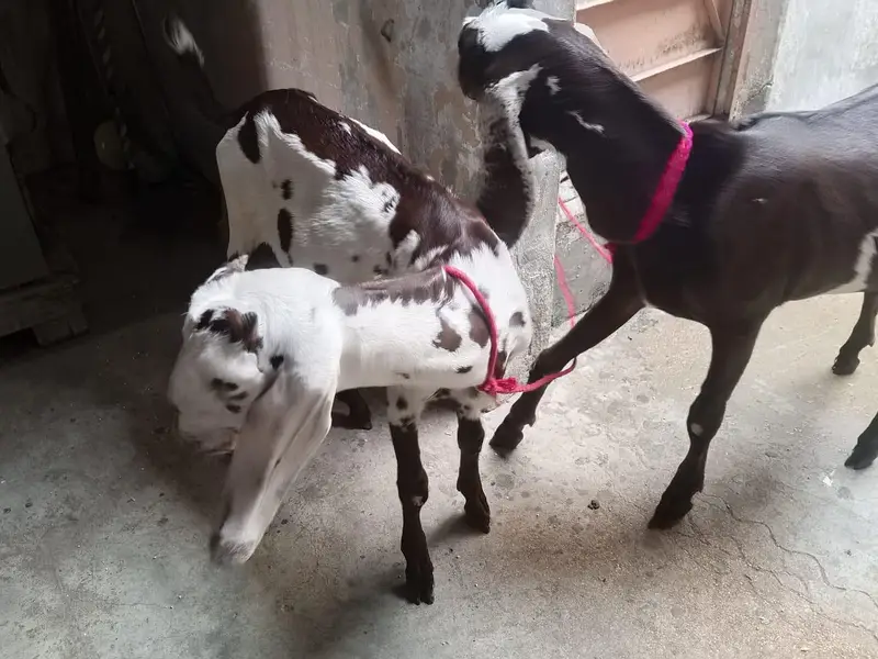 vip goat  — photo 3