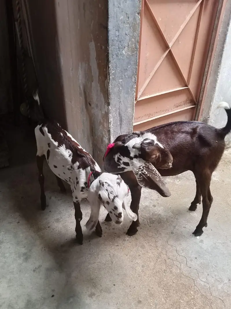 vip goat  — photo 4