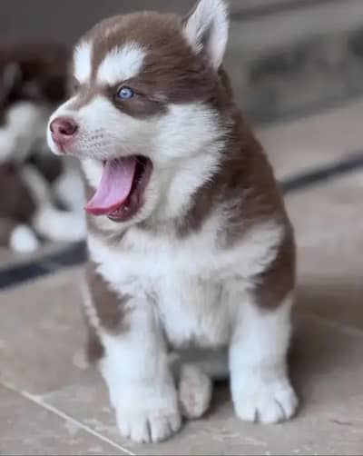 Siberian husky puppies 92@3139363417