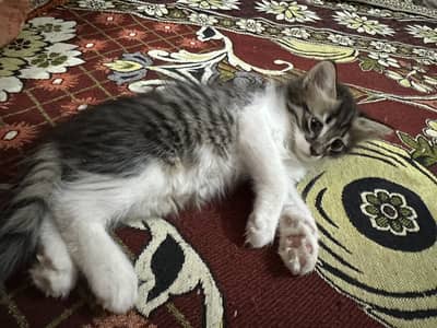 Persion kitten