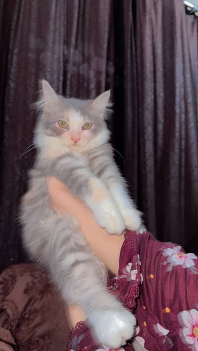Persian kitten Double Coated