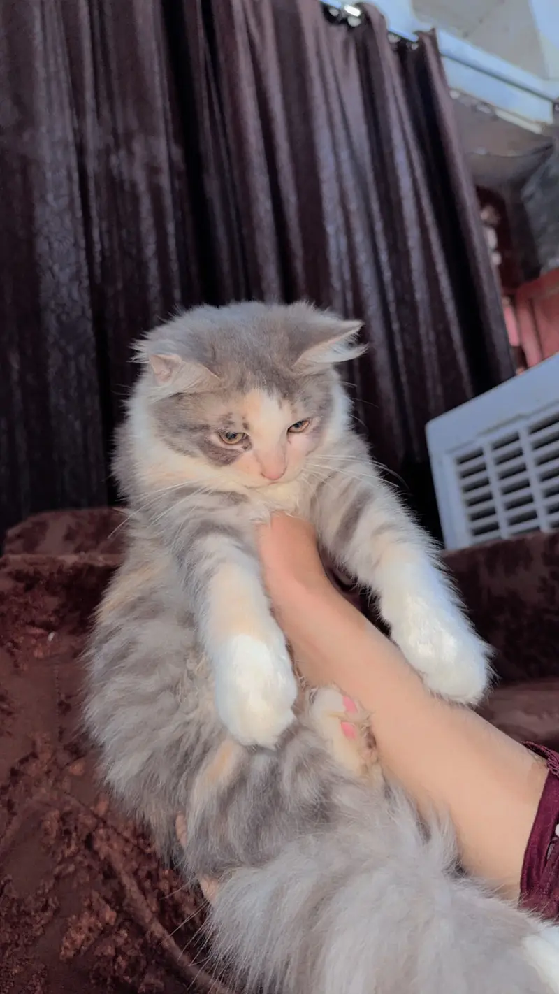Persian kitten Double Coated — photo 2
