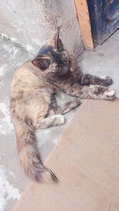 fluffy cat