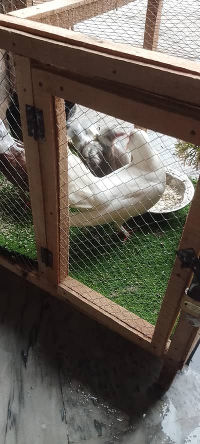 Beautiful Pigeons male and female with 2 babys