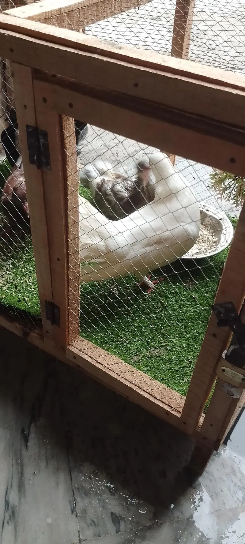 Beautiful Pigeons male and female with 2 babys — photo 2