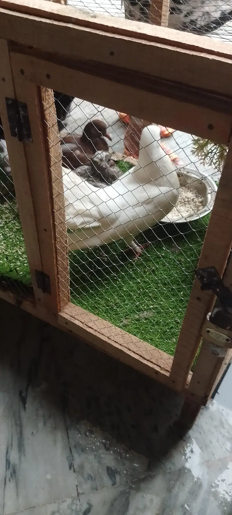 Beautiful Pigeons male and female with 2 babys — photo 3
