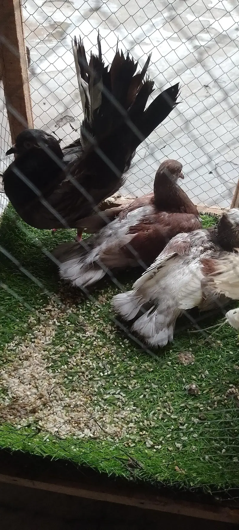 Beautiful Pigeons male and female with 2 babys — photo 4