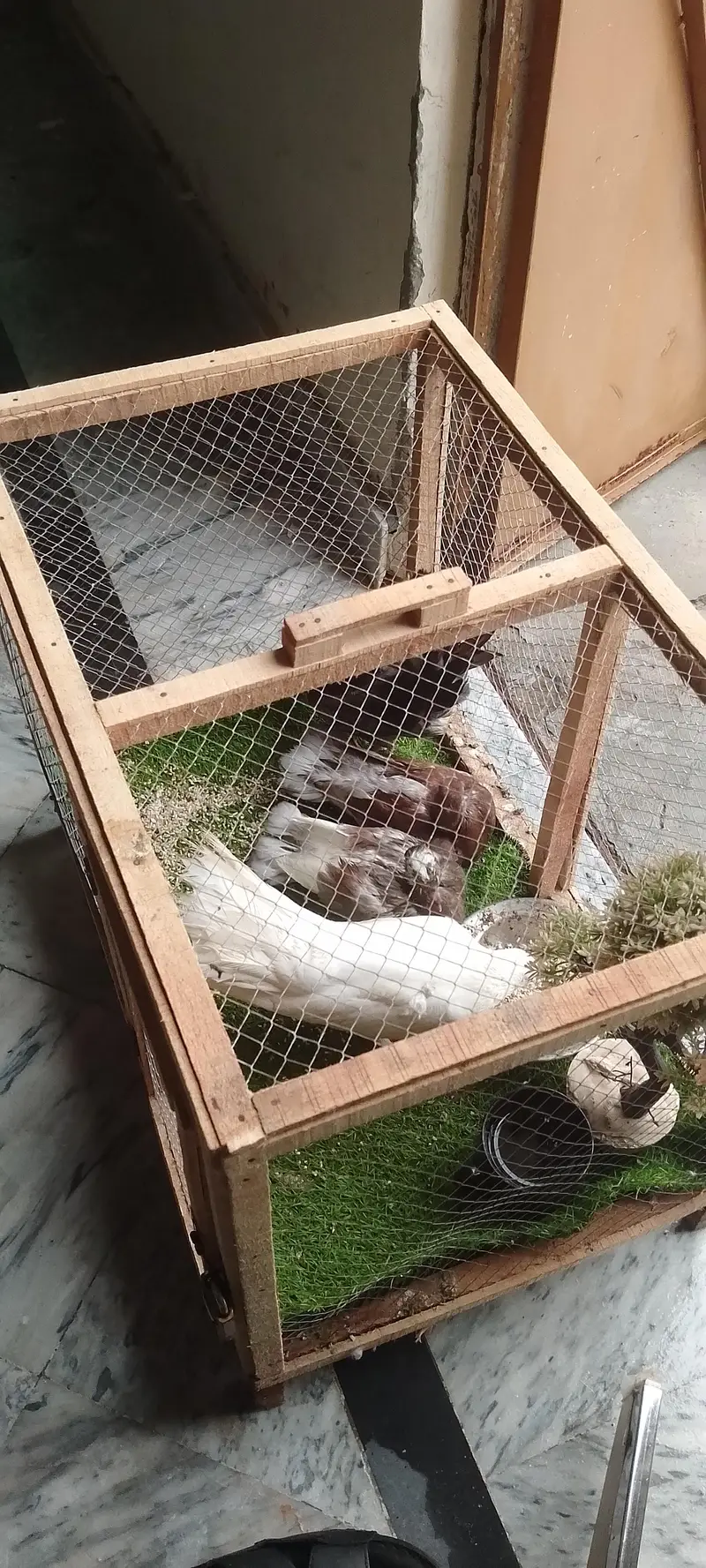 Beautiful Pigeons male and female with 2 babys — photo 5