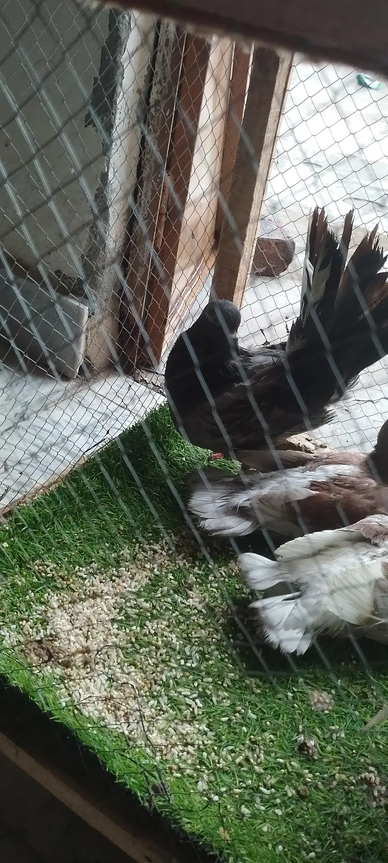 Beautiful Pigeons male and female with 2 babys — photo 7