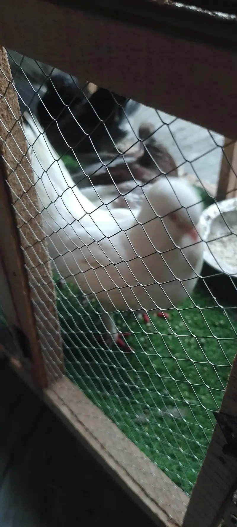 Beautiful Pigeons male and female with 2 babys — photo 8