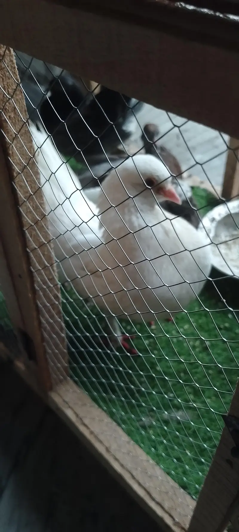Beautiful Pigeons male and female with 2 babys — photo 9