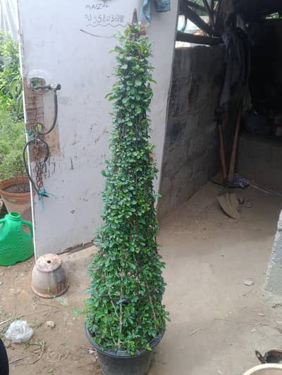 corn plant