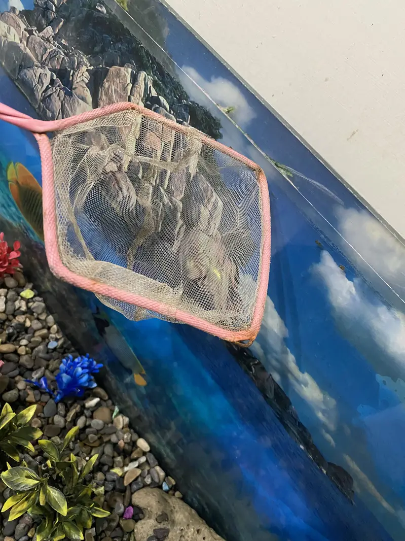 Fish Aquarium — photo 3