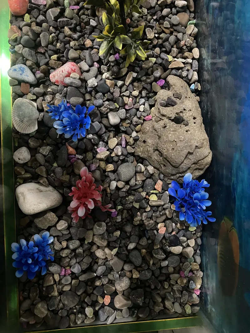 Fish Aquarium — photo 8