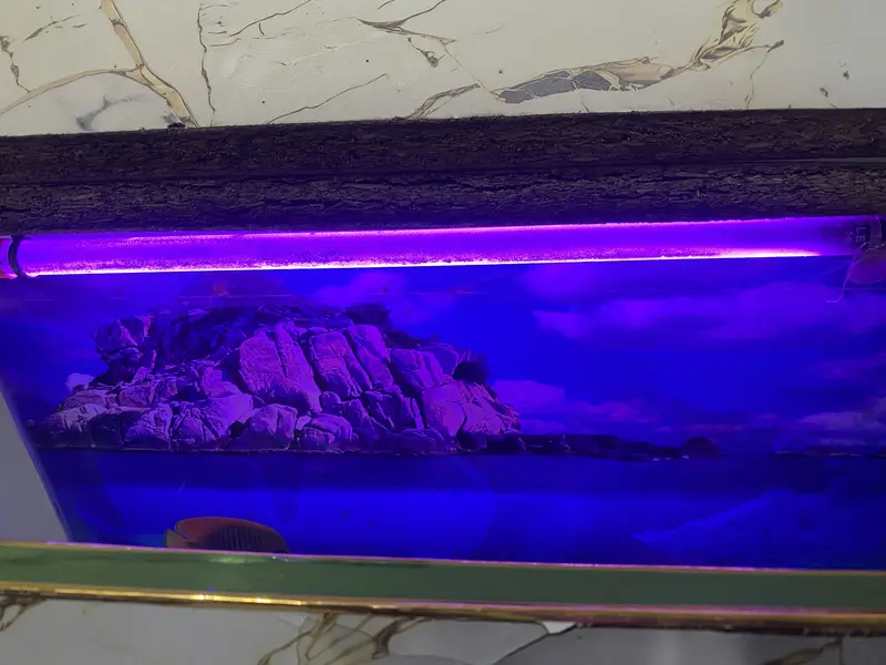 Fish Aquarium — photo 9