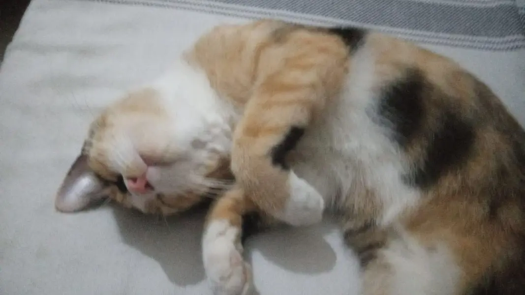 Healthy Persian Mix Kitten – Vaccinated, Playful & Well Groomed — photo 4