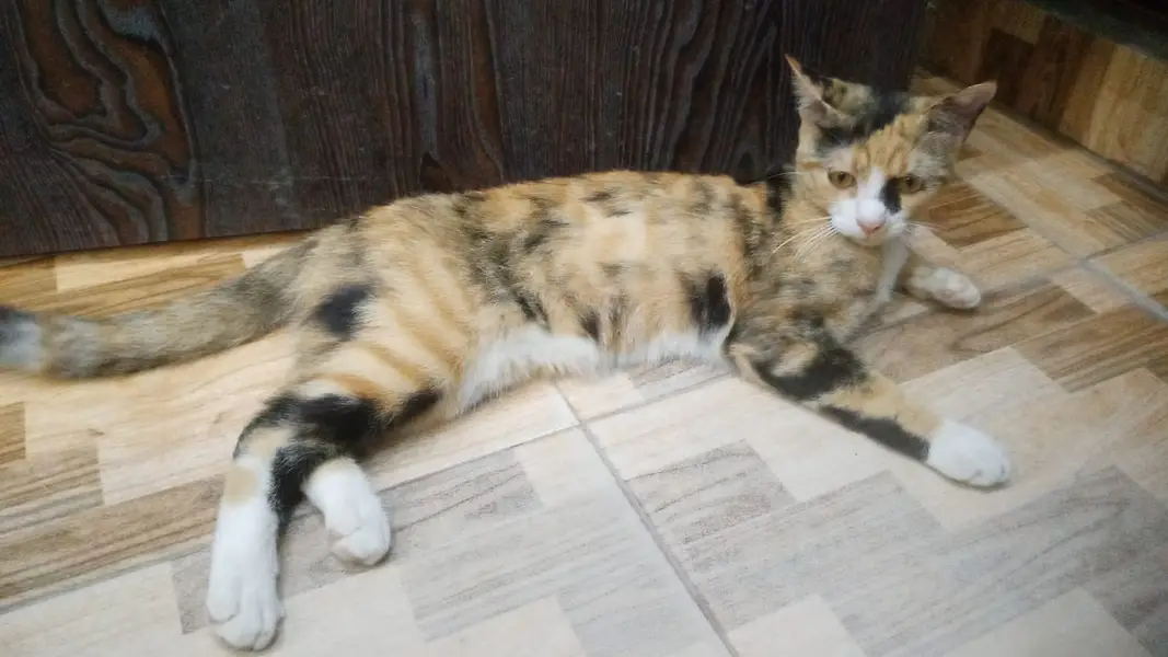 Healthy Persian Mix Kitten – Vaccinated, Playful & Well Groomed — photo 7