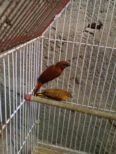 birds