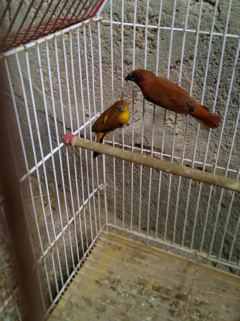 birds — photo 2