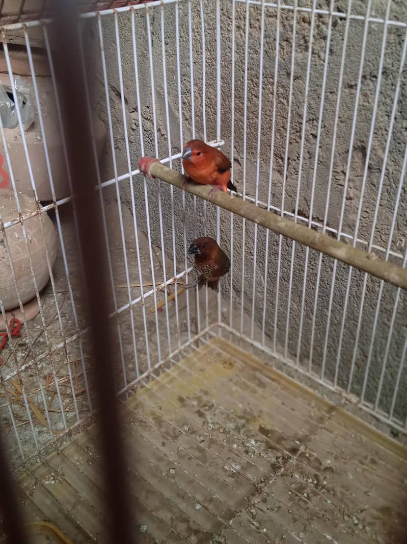 birds 2
