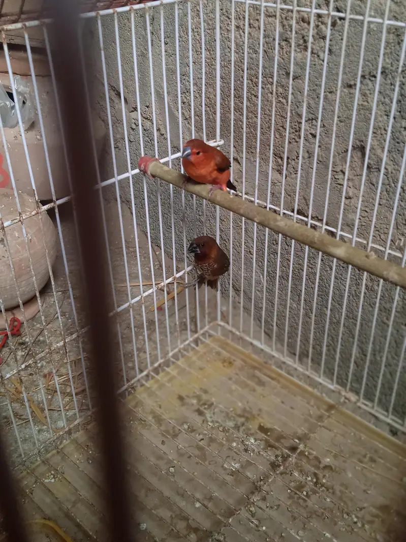 birds — photo 3