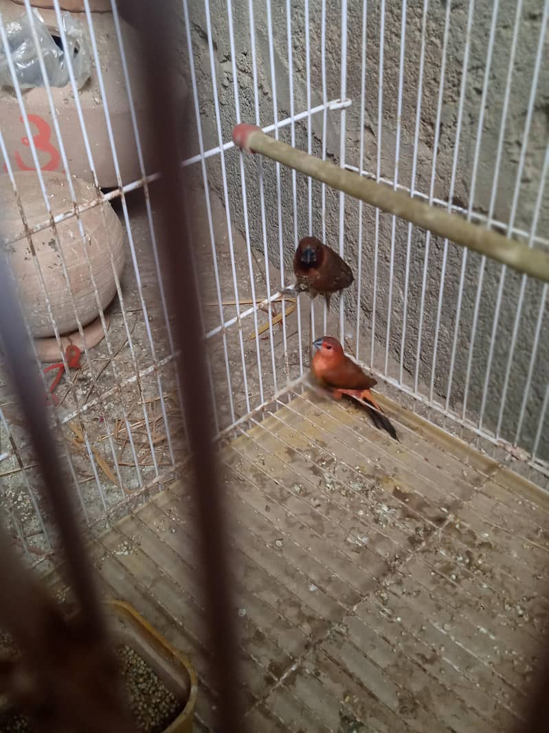 birds 3