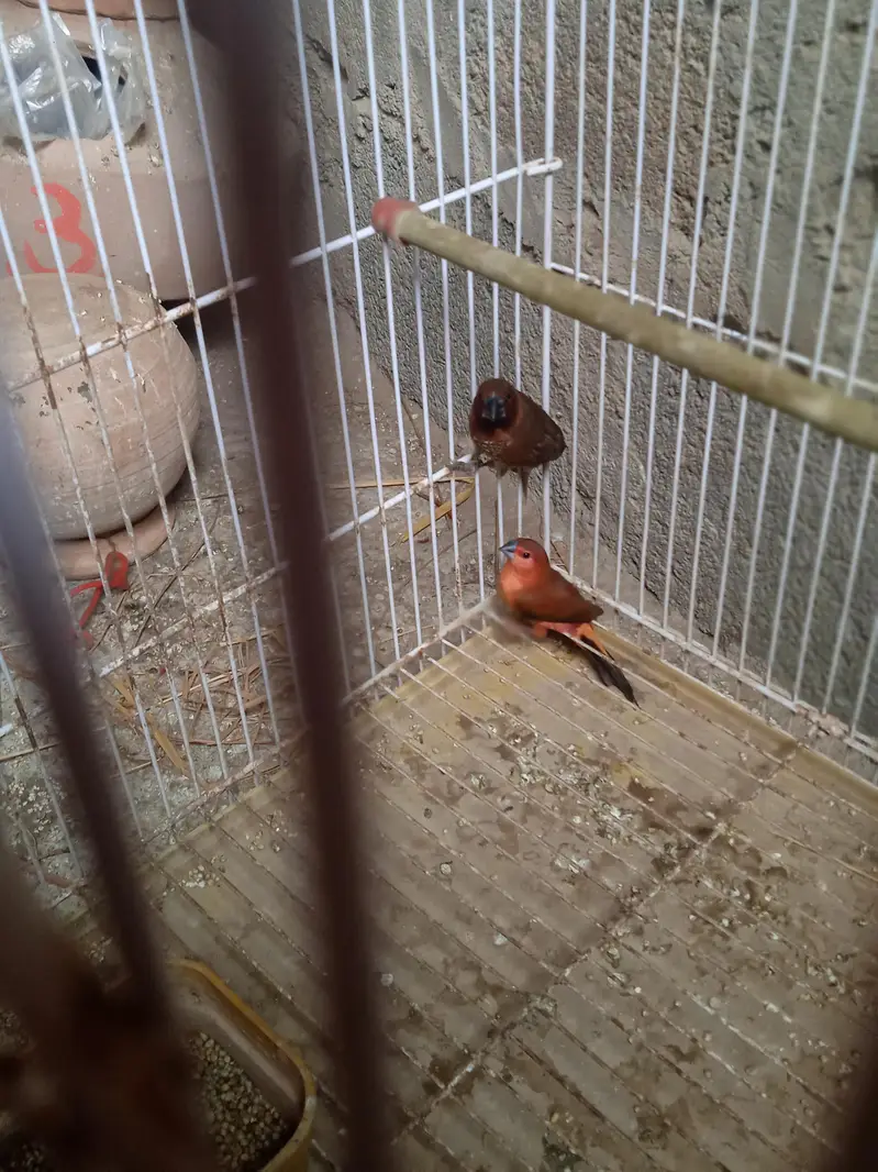 birds — photo 4
