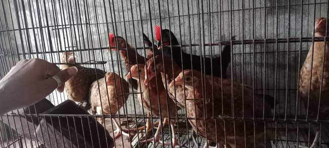 Healthy and active chicks