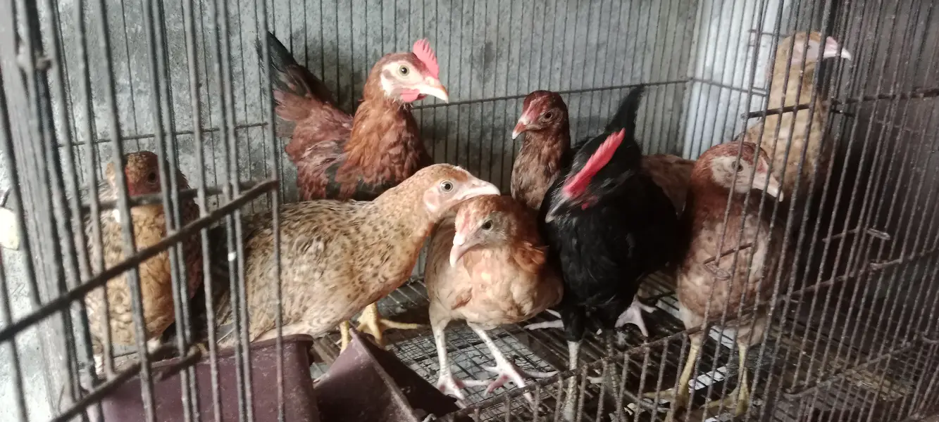 Healthy and active chicks — photo 2