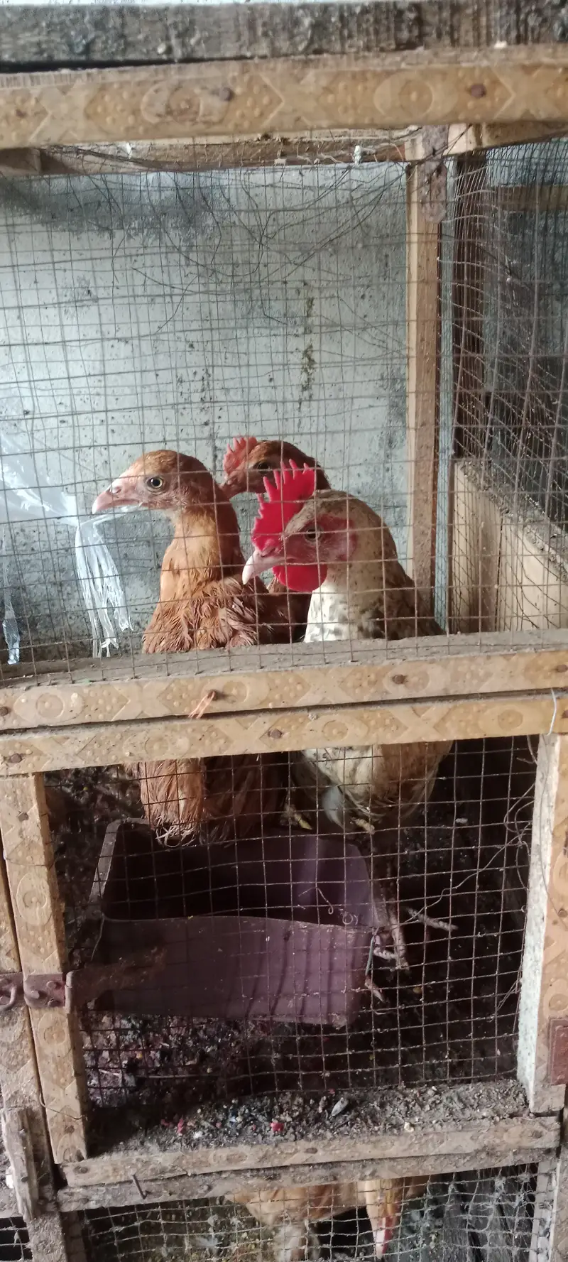 Healthy and active chicks — photo 3