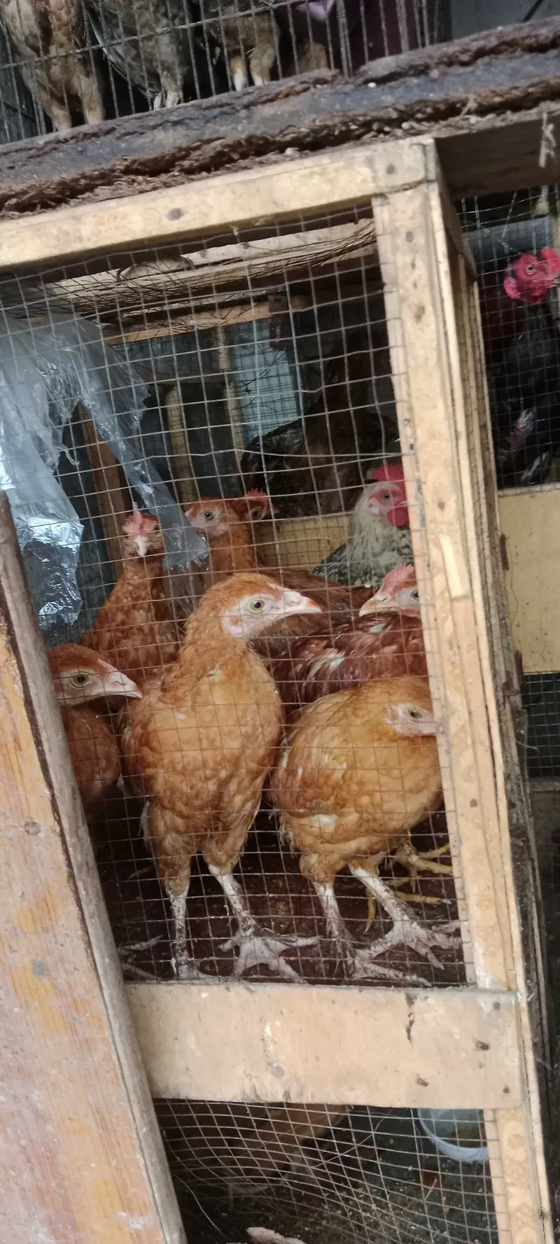 Healthy and active chicks — photo 4