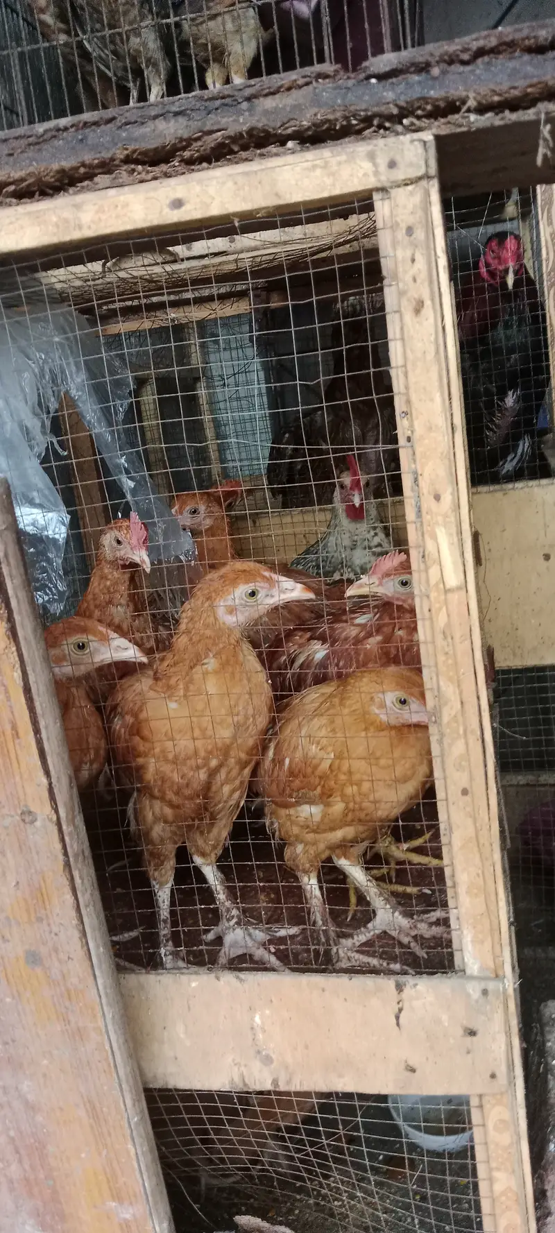 Healthy and active chicks — photo 5