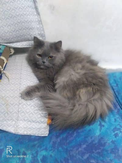 pure Persian cat | Double coated