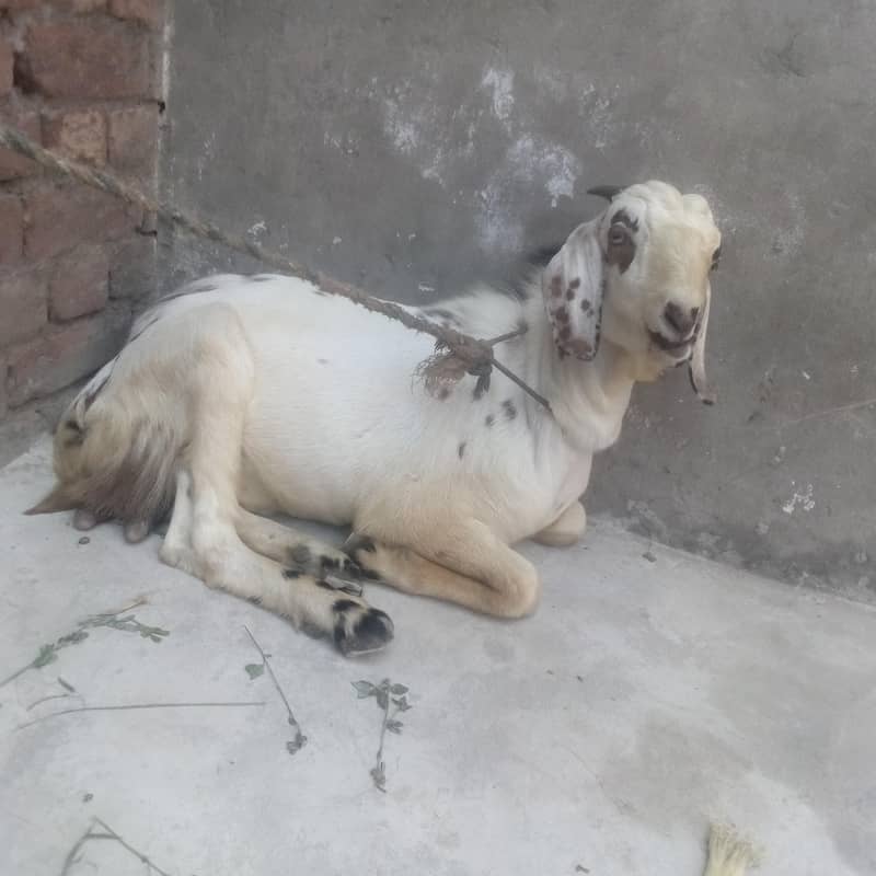 Desi bakra 0