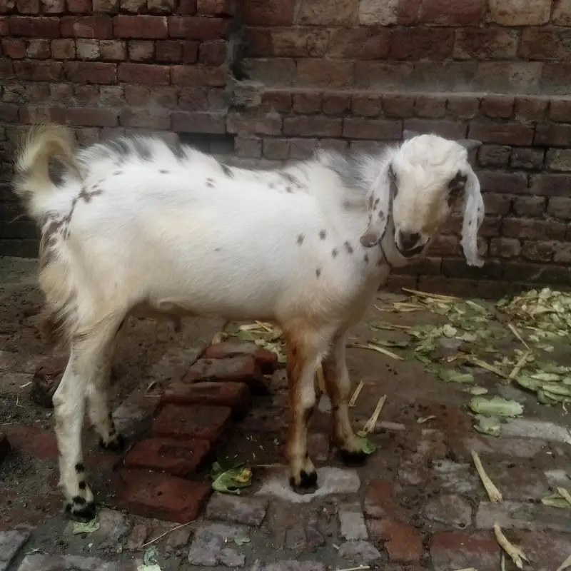 Desi bakra — photo 2