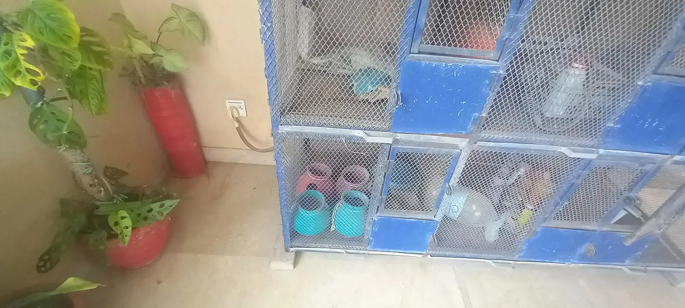 Big Size Iron Bird Cage for Sale — photo 2