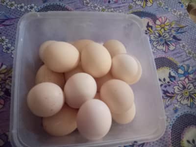 aseel eggs