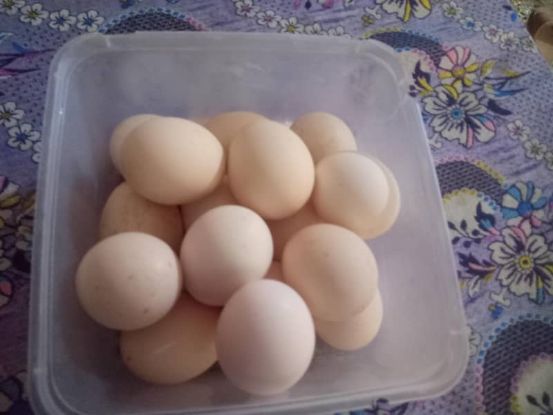aseel eggs 1