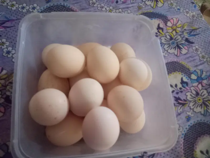 aseel eggs — photo 2