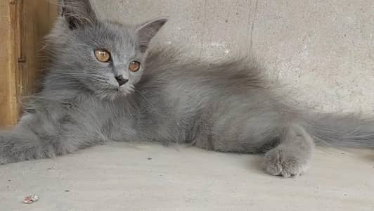 Persian cat
