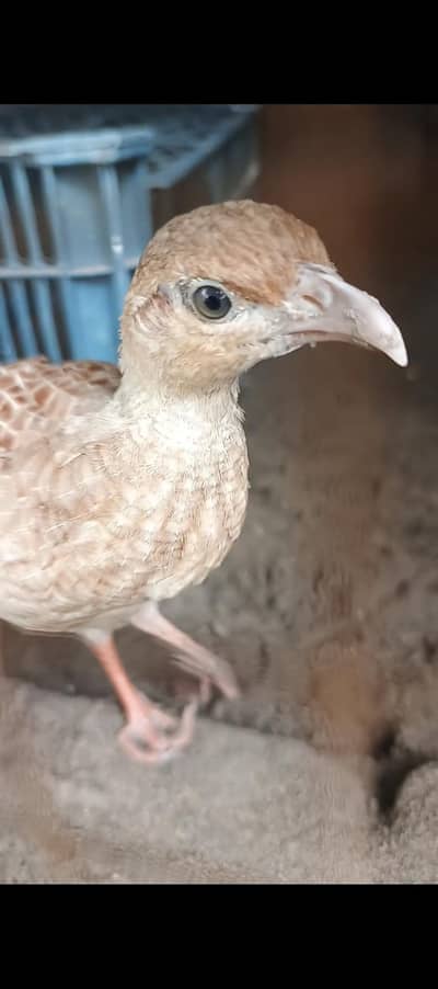 Irani teetr female