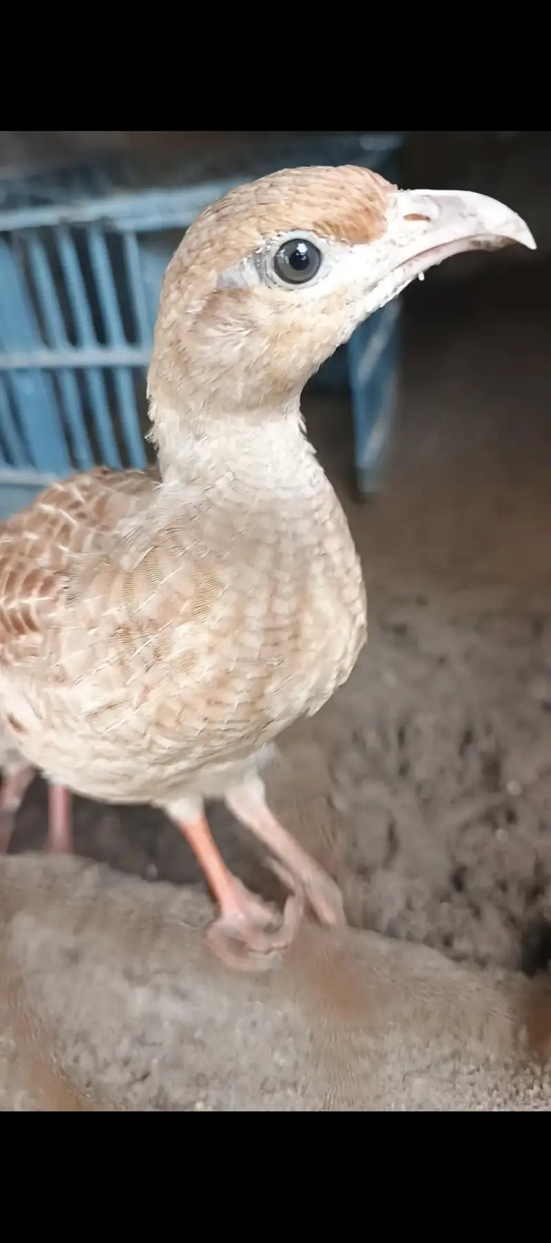 Irani teetr female — photo 3
