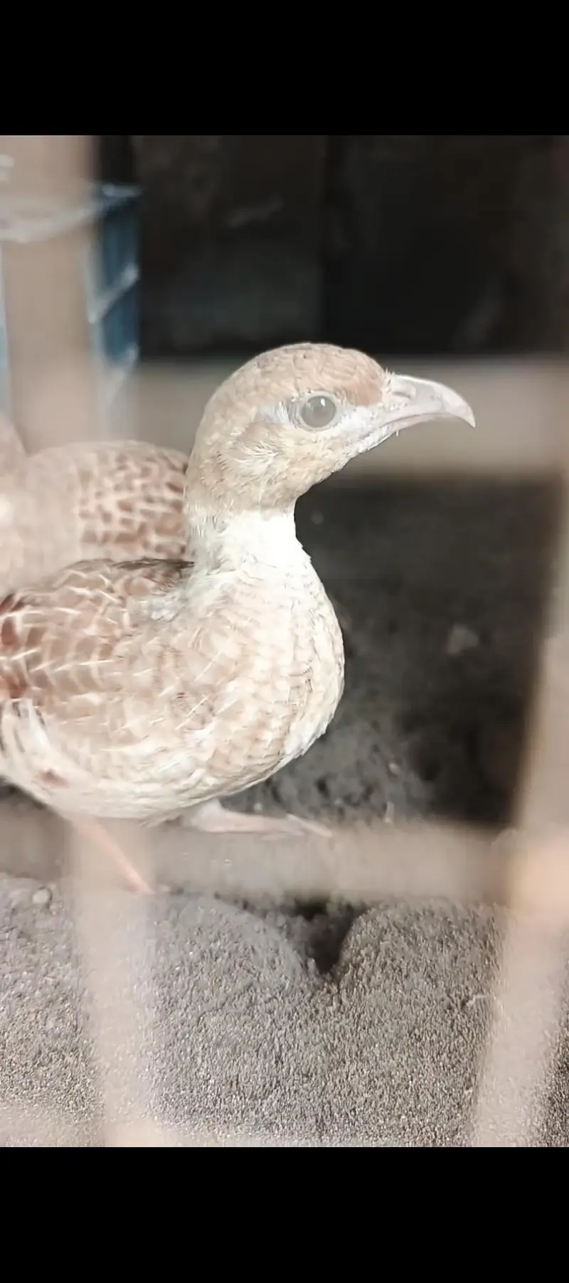Irani teetr female — photo 4