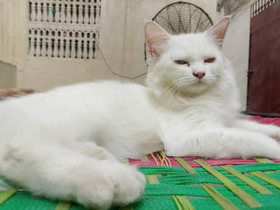Persian Cat
