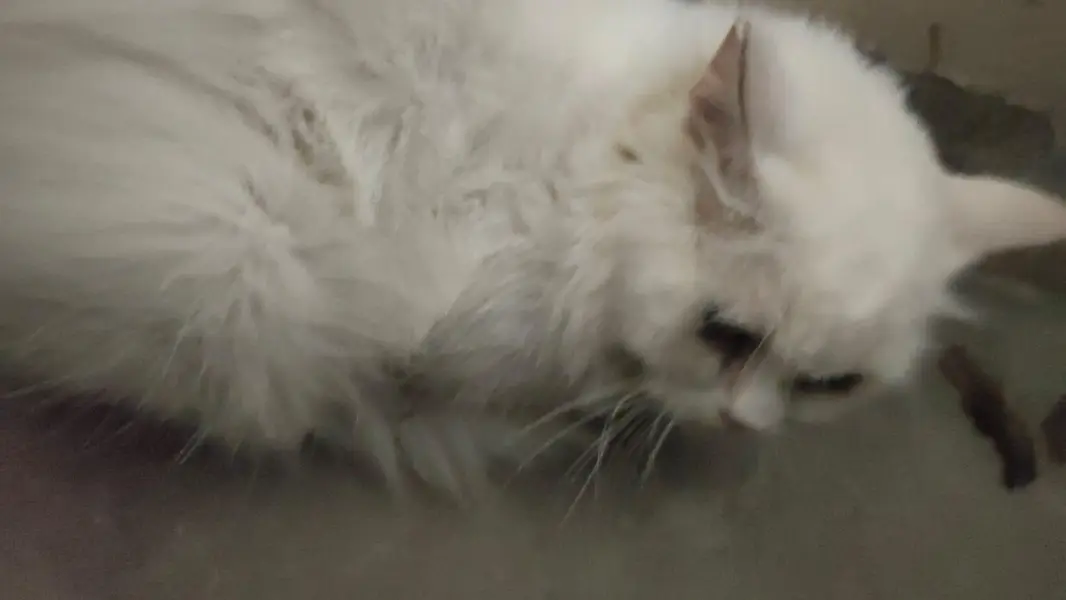 Persian Cat — photo 2
