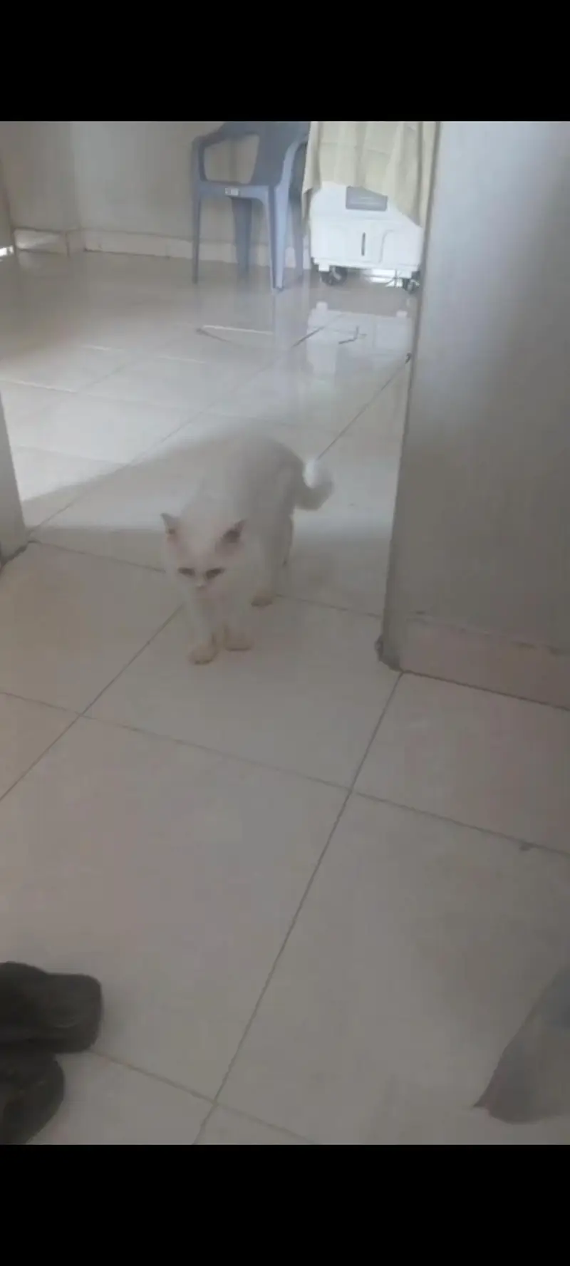 Persian Cat — photo 3