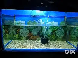 2 FEET AQUARIUM WITH COMPLETE SETUP — photo 2