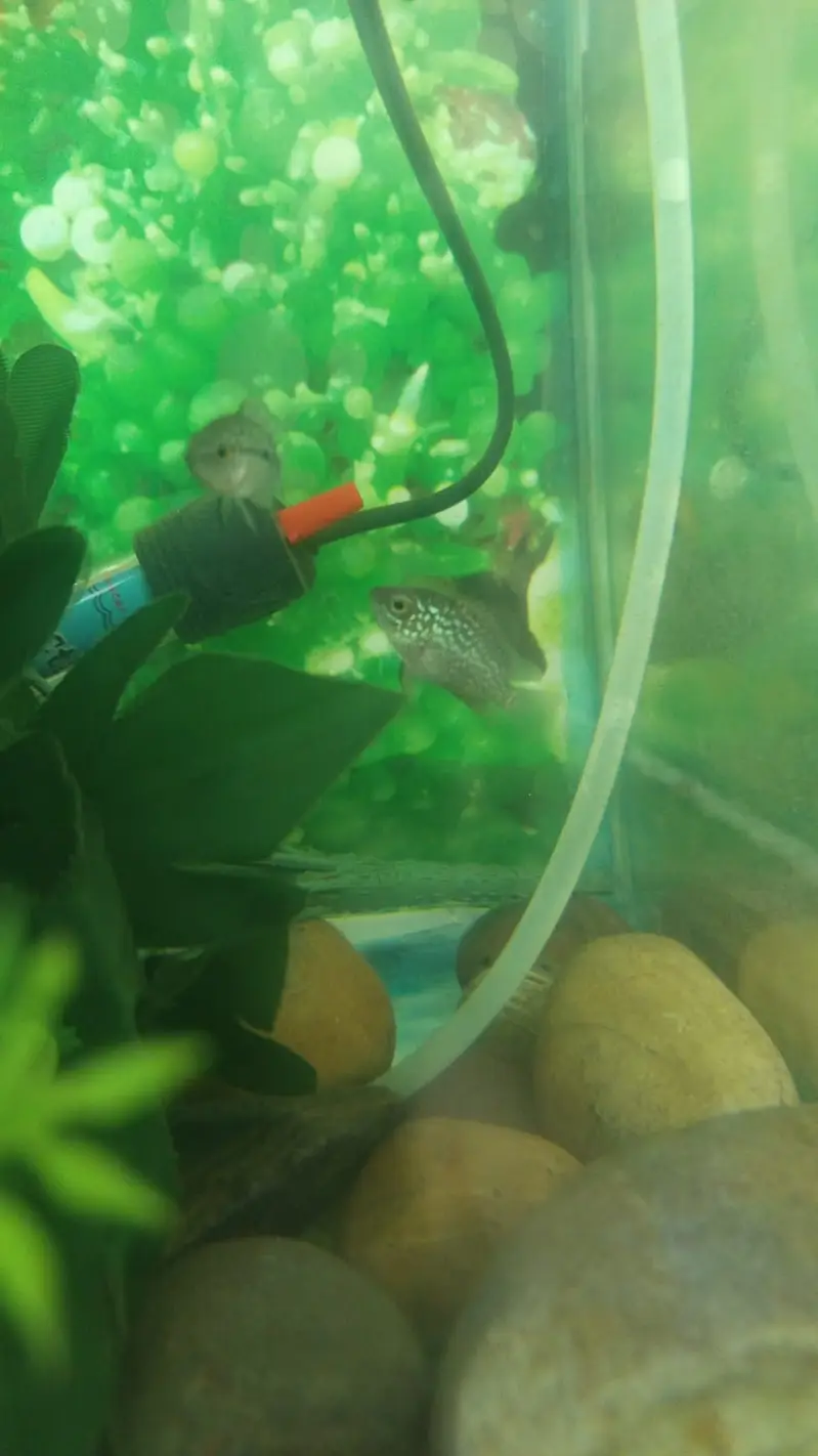 2 FEET AQUARIUM WITH COMPLETE SETUP — photo 9