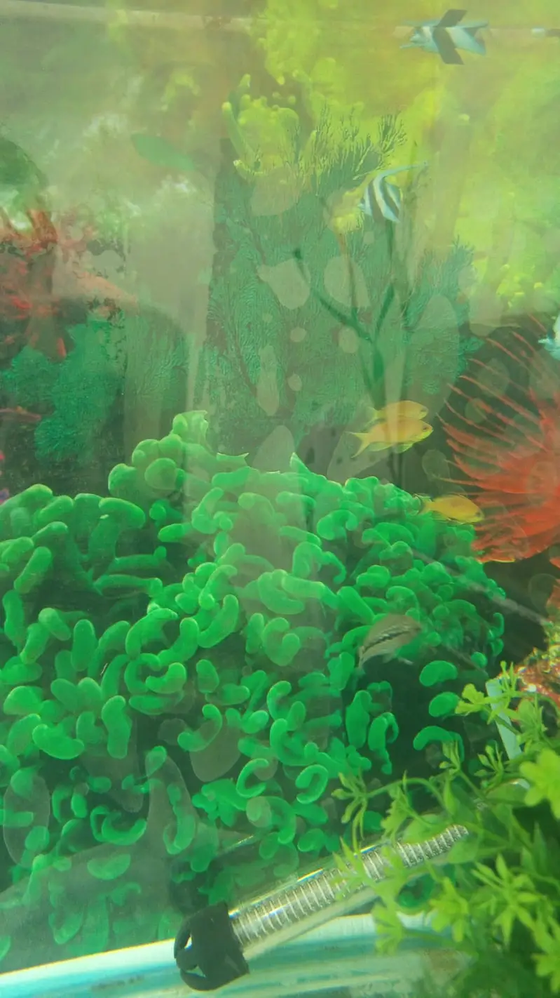 2 FEET AQUARIUM WITH COMPLETE SETUP — photo 10
